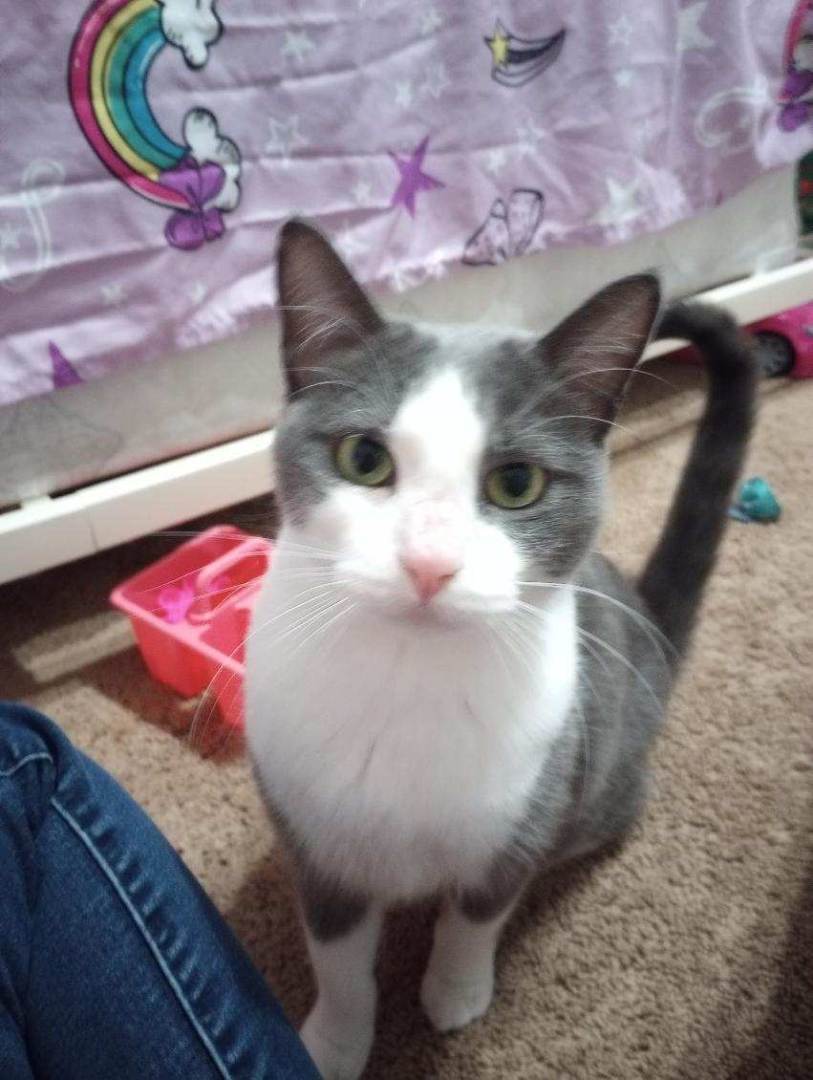 Buttons, Adopted, Adult Male Domestic Short Hair.