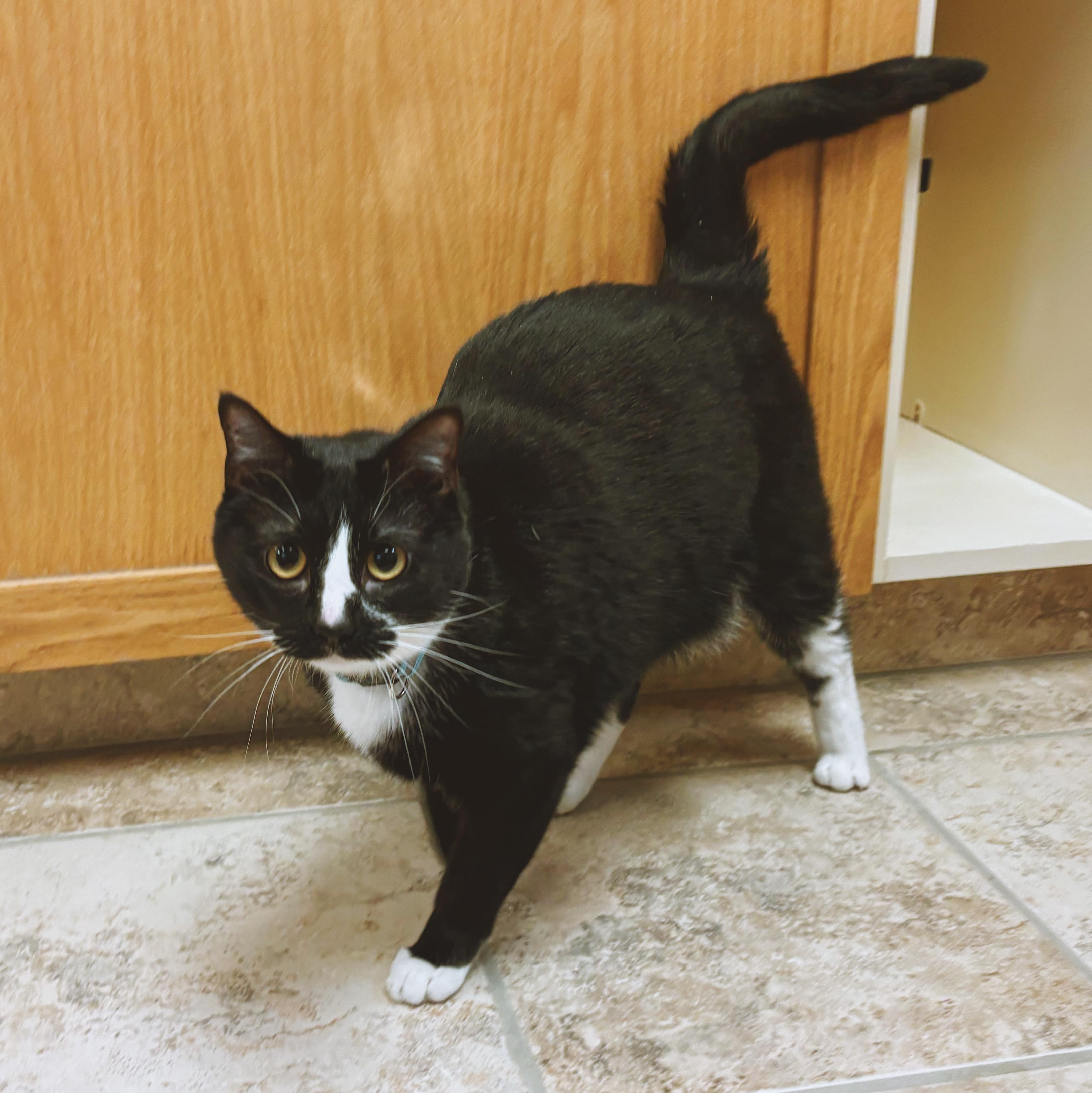 Enlarge Scout, an adopted Domestic Short Hair in Hays, KS image 2/6