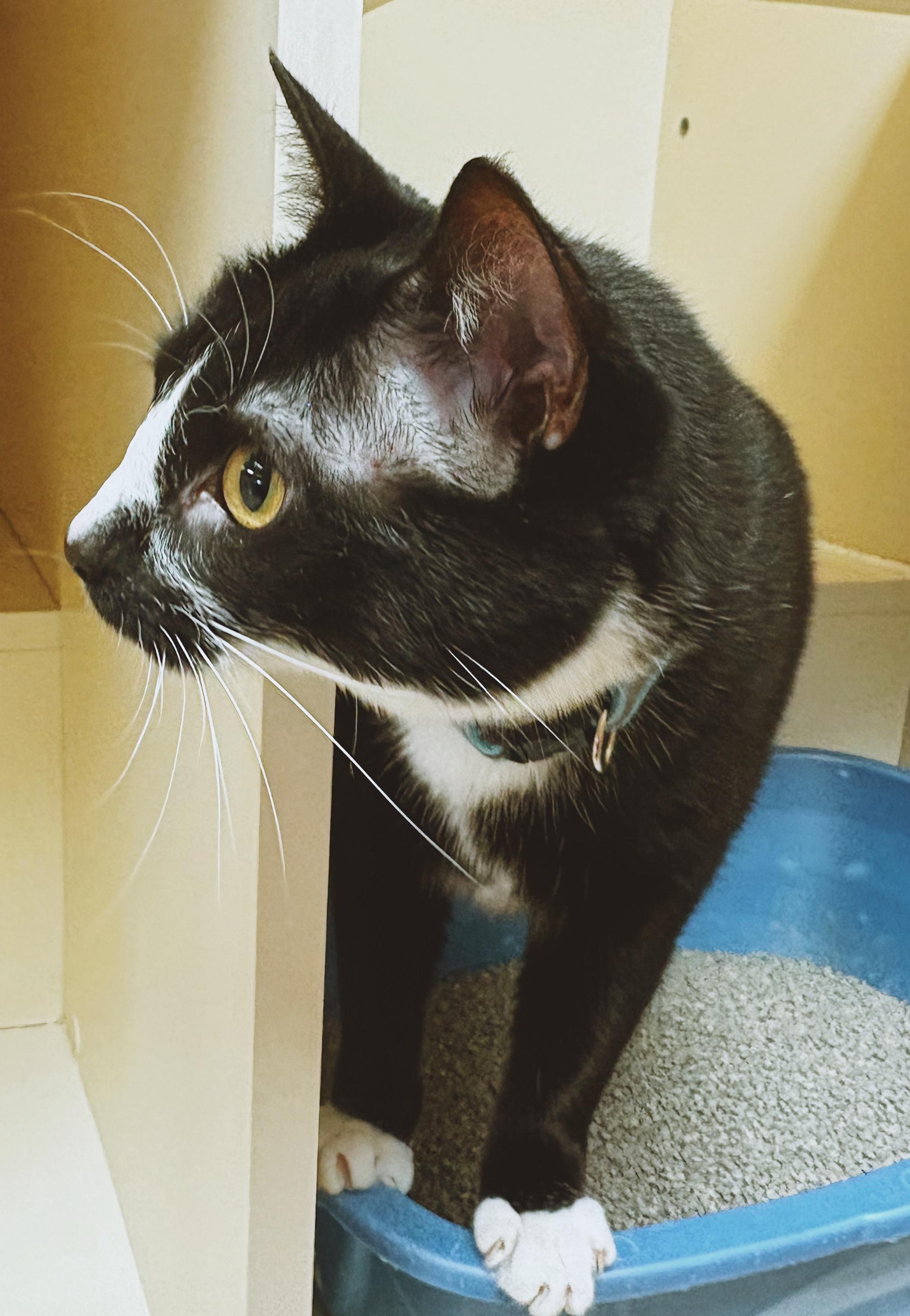 Enlarge Scout, an adopted Domestic Short Hair in Hays, KS image 5/6