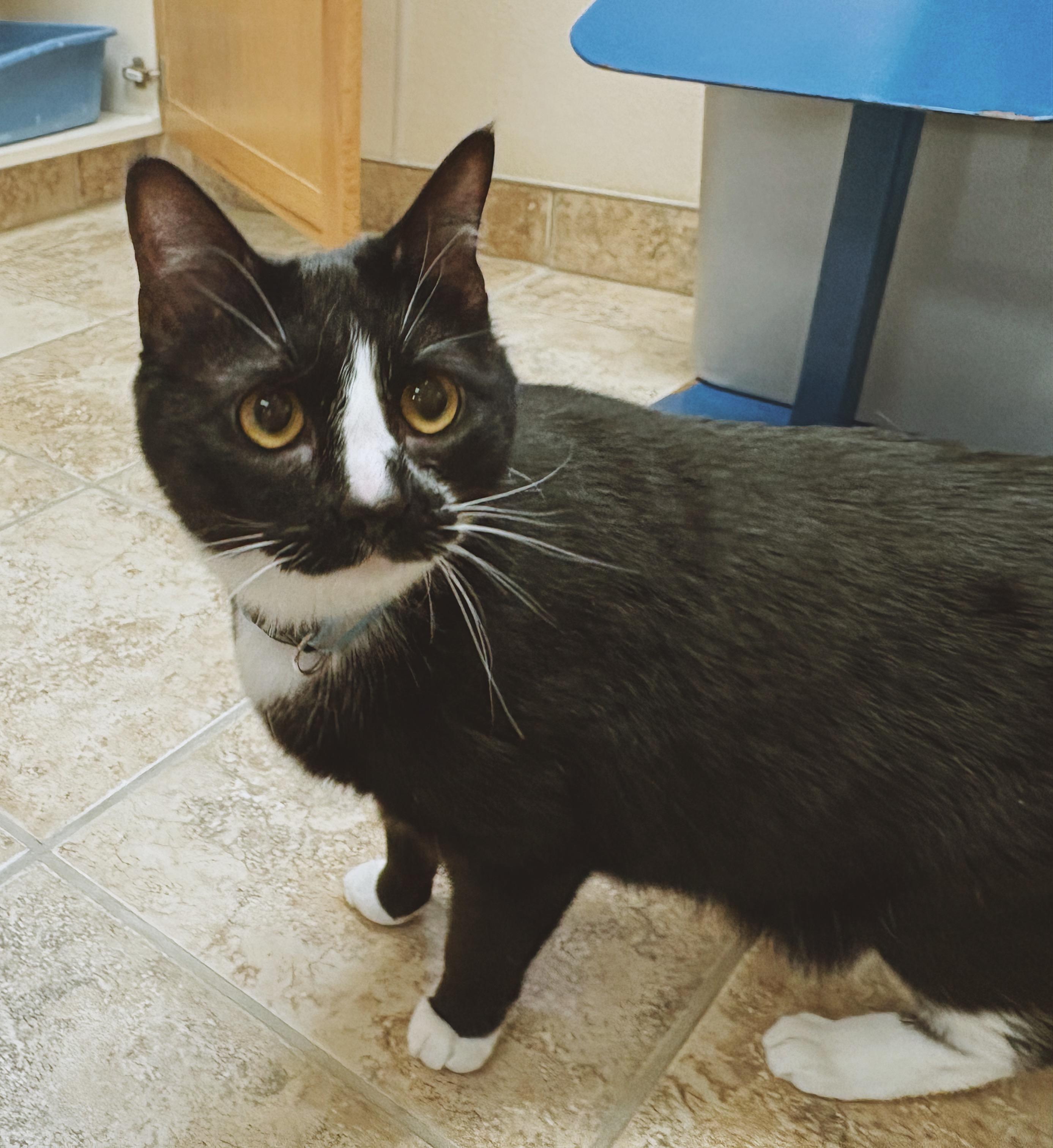 Enlarge Scout, an adopted Domestic Short Hair in Hays, KS image 6/6