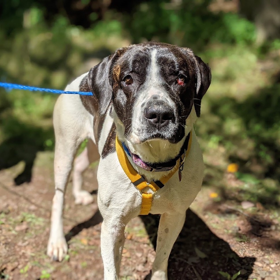 Bella, a Adoptable mixed breed in Pottsville, PA image 1/4
