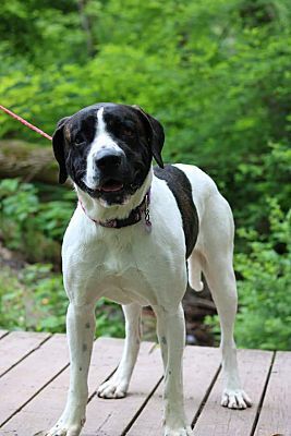 Bella, a Adoptable mixed breed in Pottsville, PA image 2/4