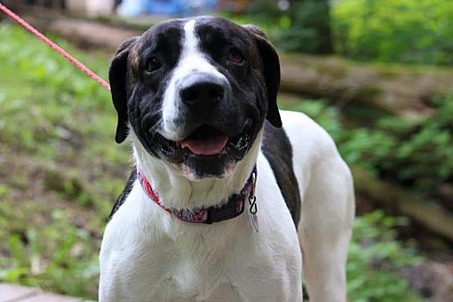 Bella, a Adoptable mixed breed in Pottsville, PA image 3/4