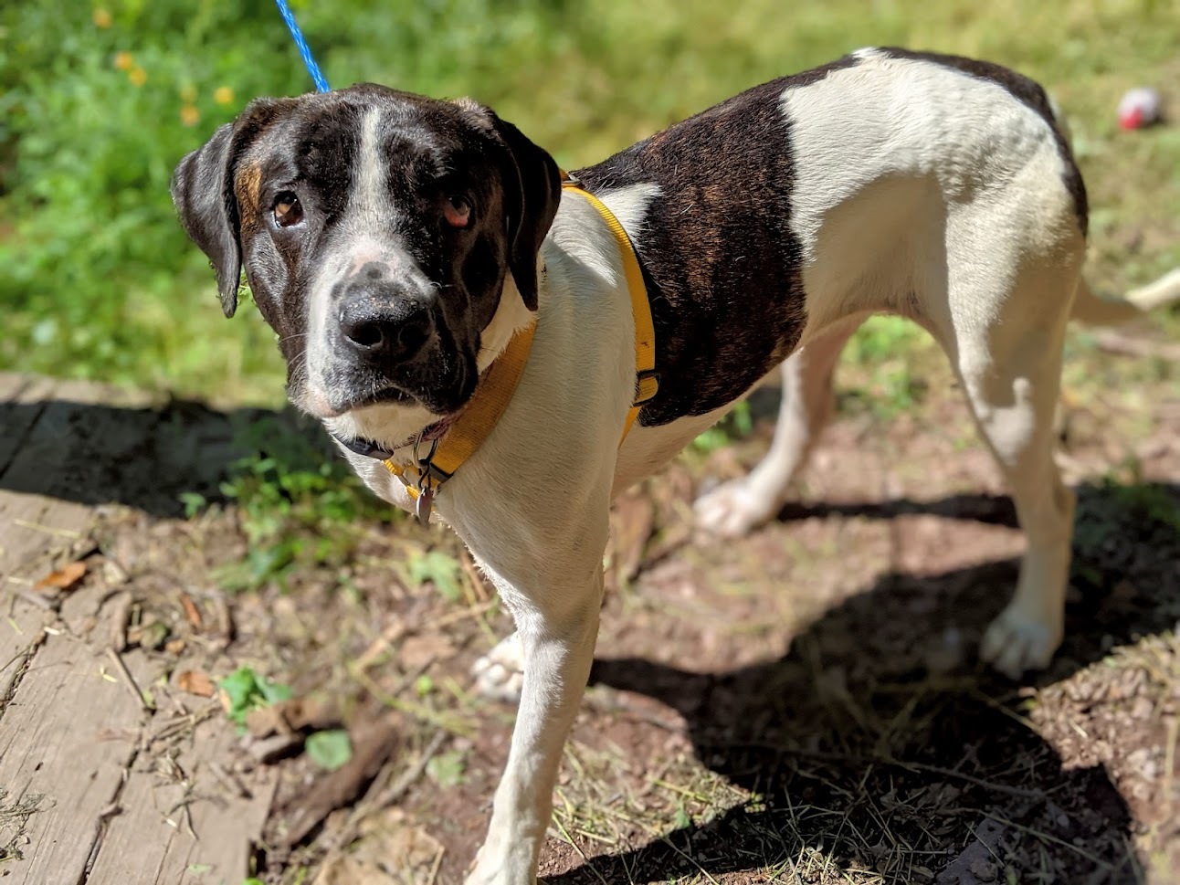 Bella, a Adoptable mixed breed in Pottsville, PA image 4/4
