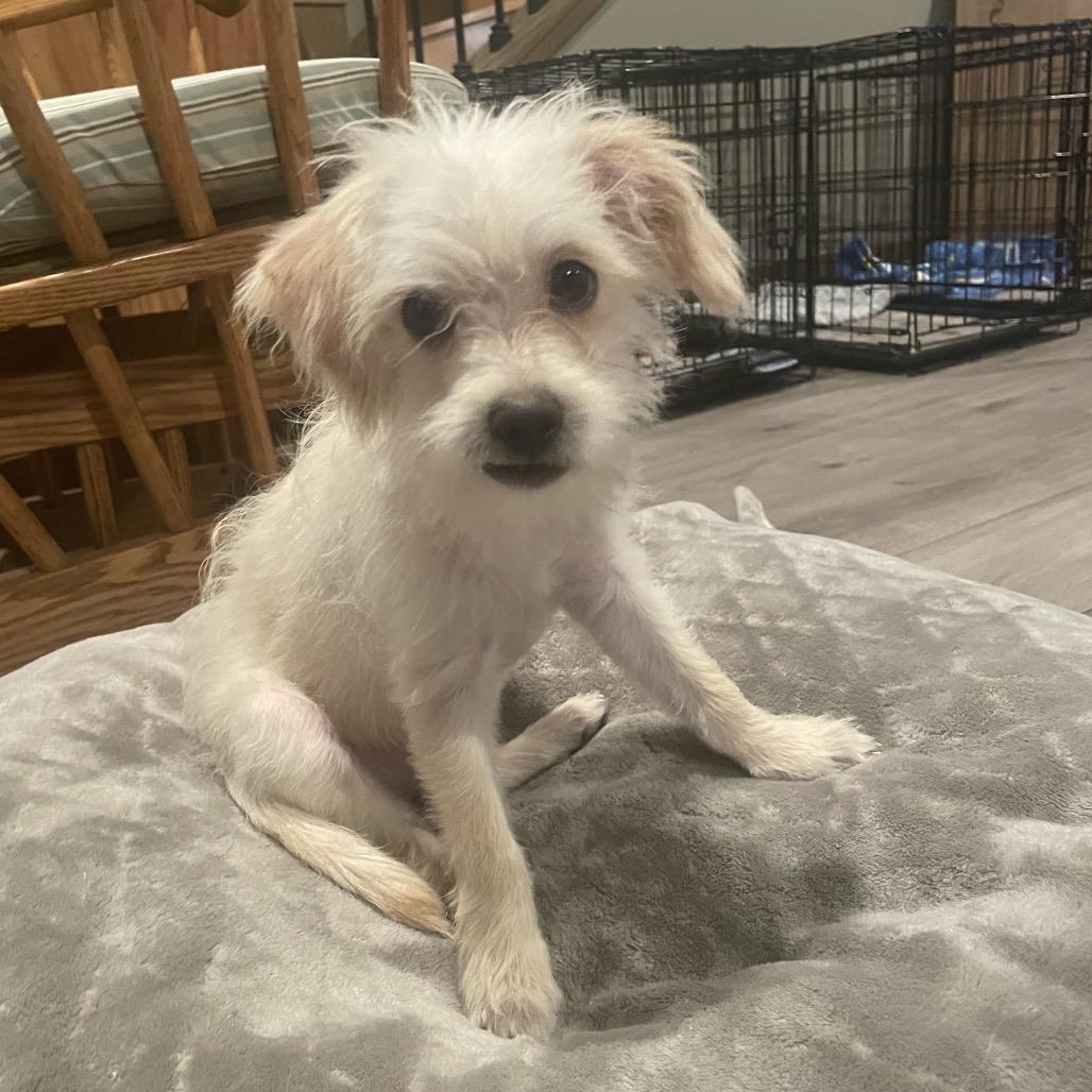 Enlarge Kellan, a Adoptable mixed breed in Alma, WI image 2/6