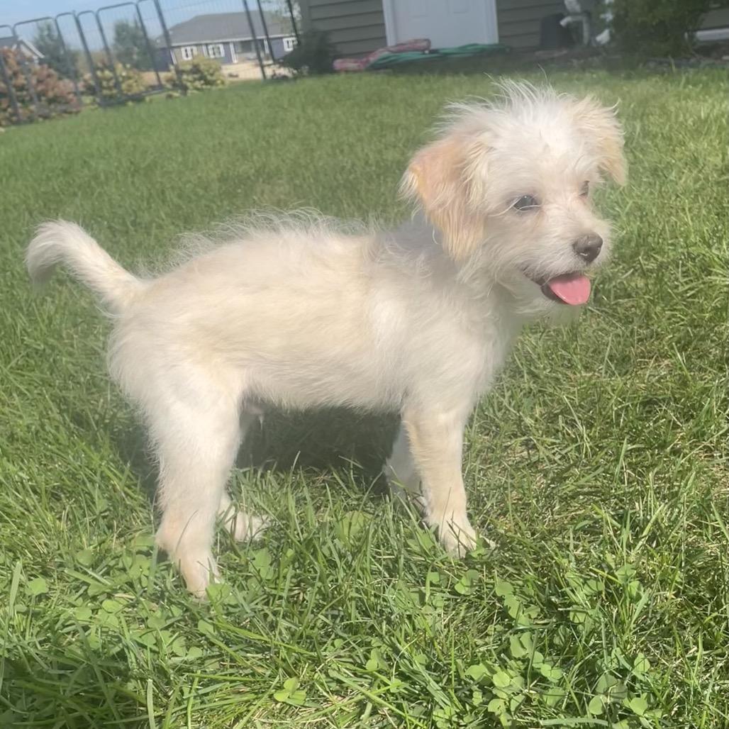 Enlarge Kellan, a Adoptable mixed breed in Alma, WI image 6/6