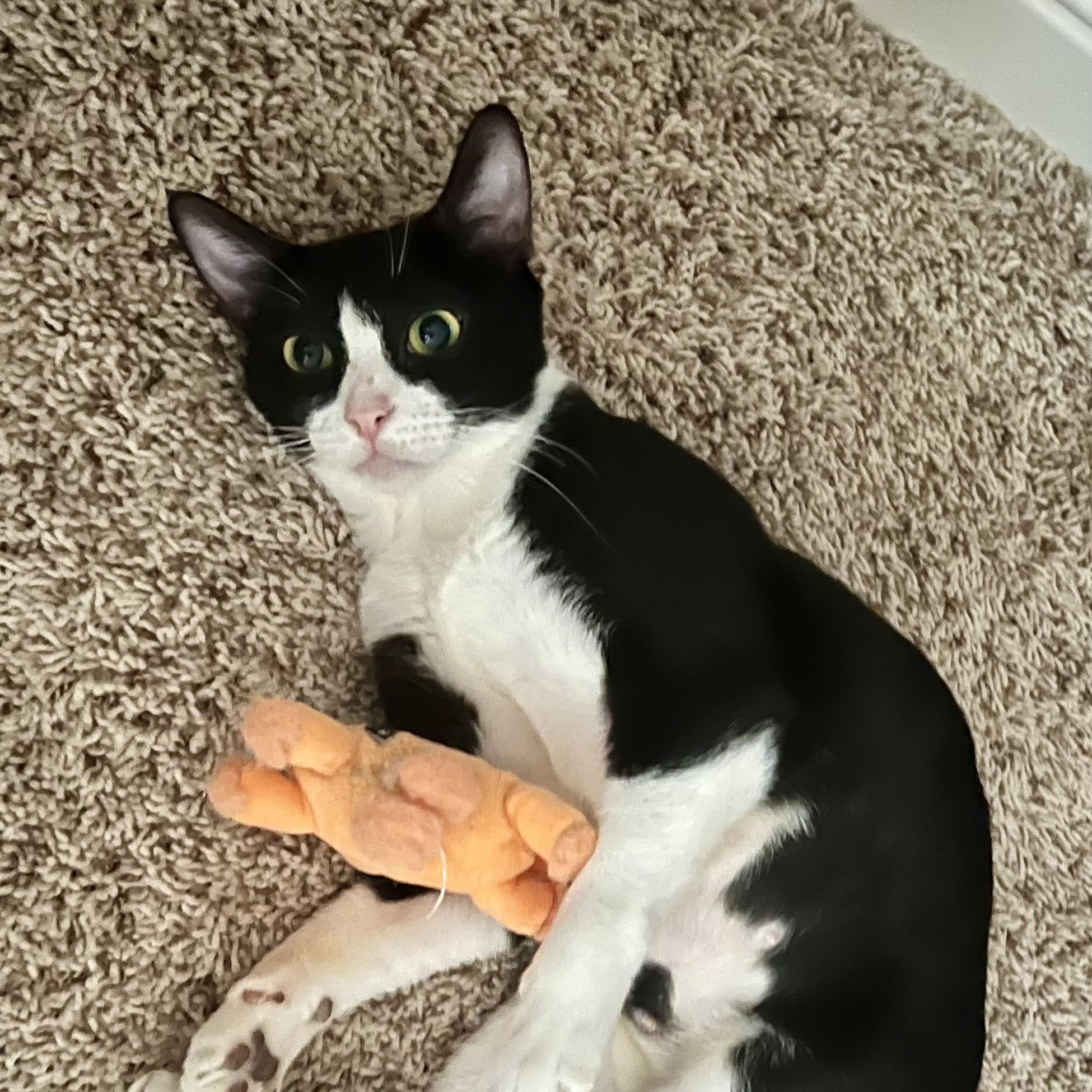 Enlarge Clementine, a Adoptable American Shorthair in Latham, NY image 1/6