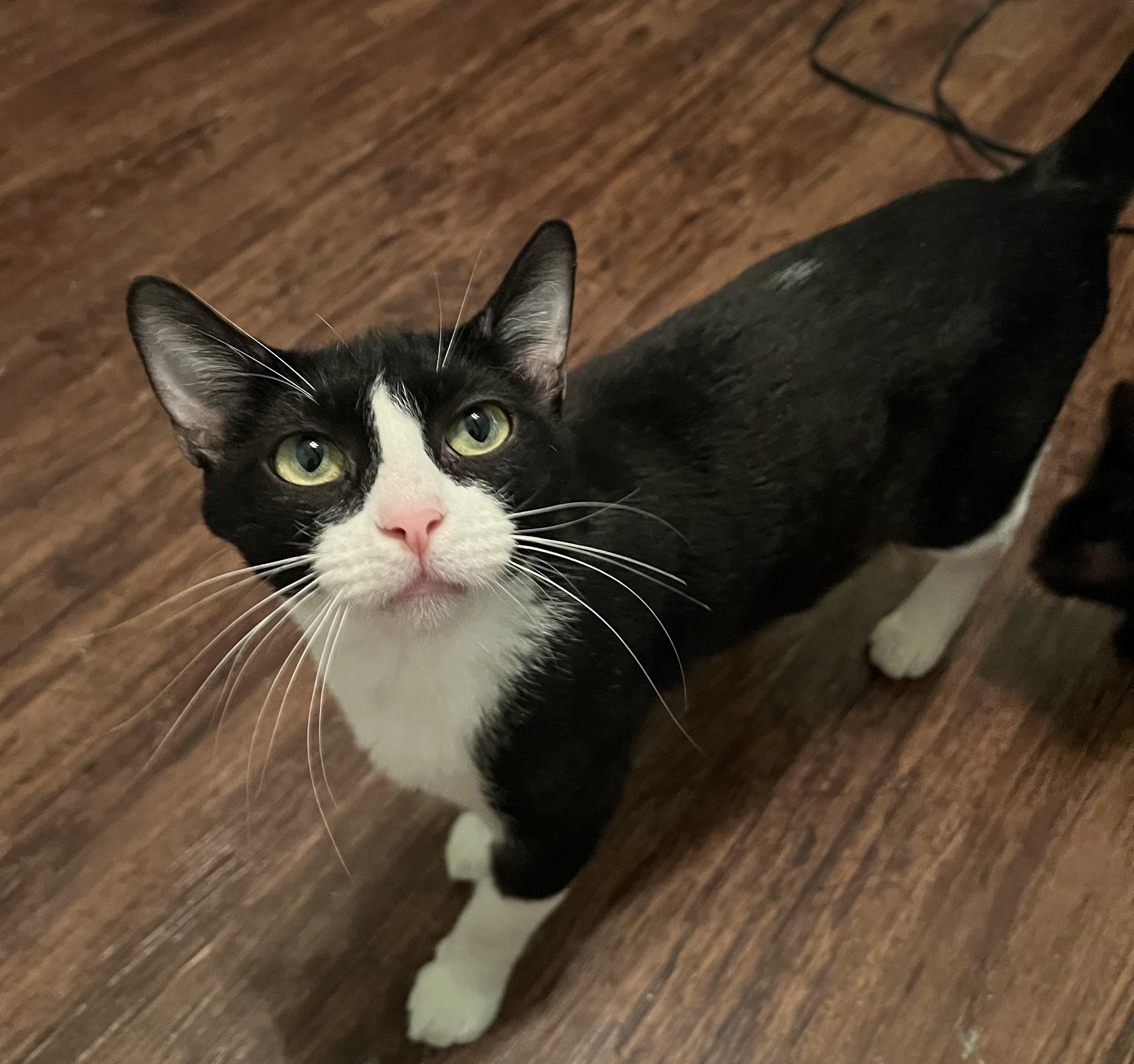 Enlarge Clementine, a Adoptable American Shorthair in Latham, NY image 3/6