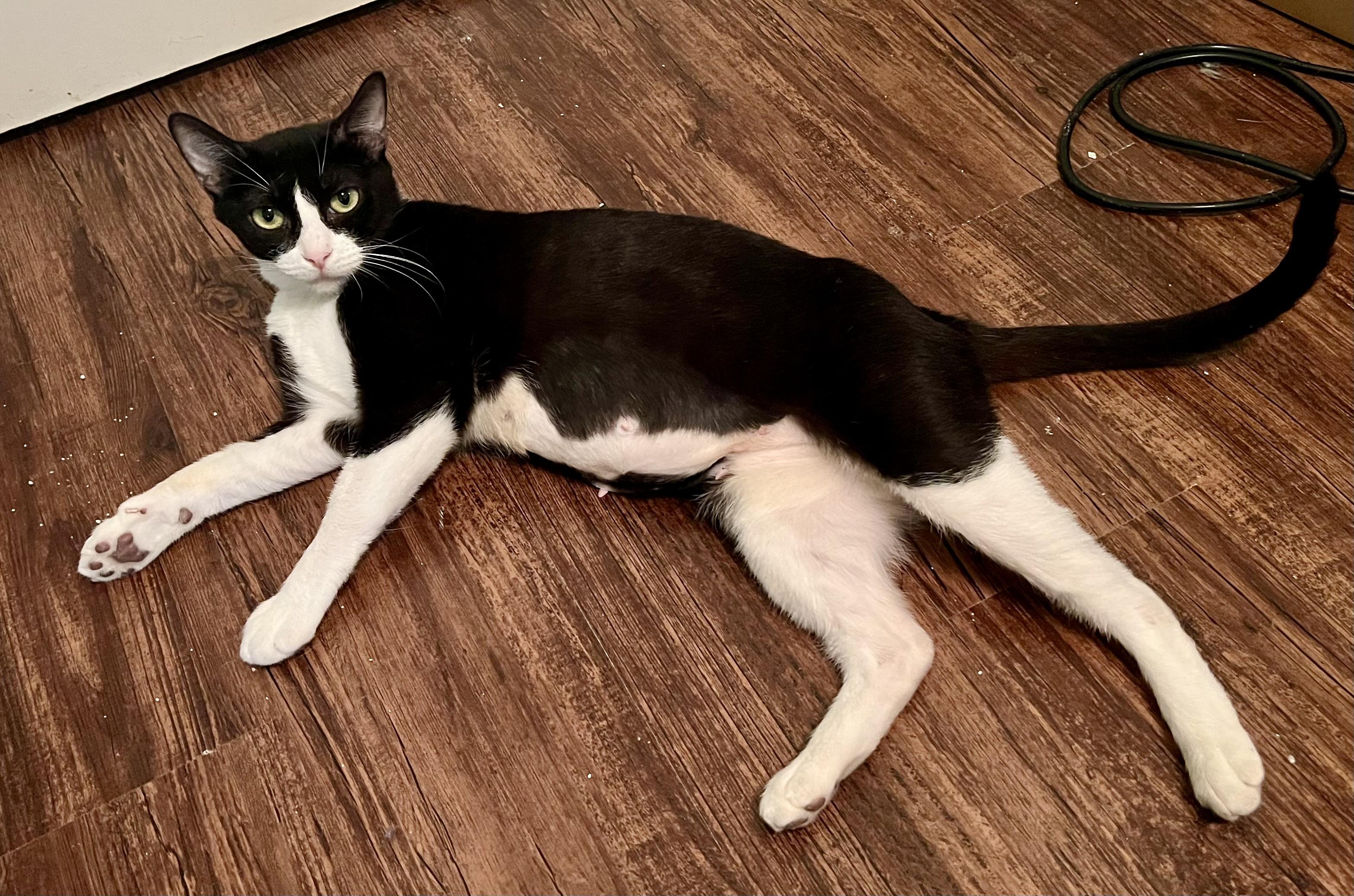 Enlarge Clementine, a Adoptable American Shorthair in Latham, NY image 4/6