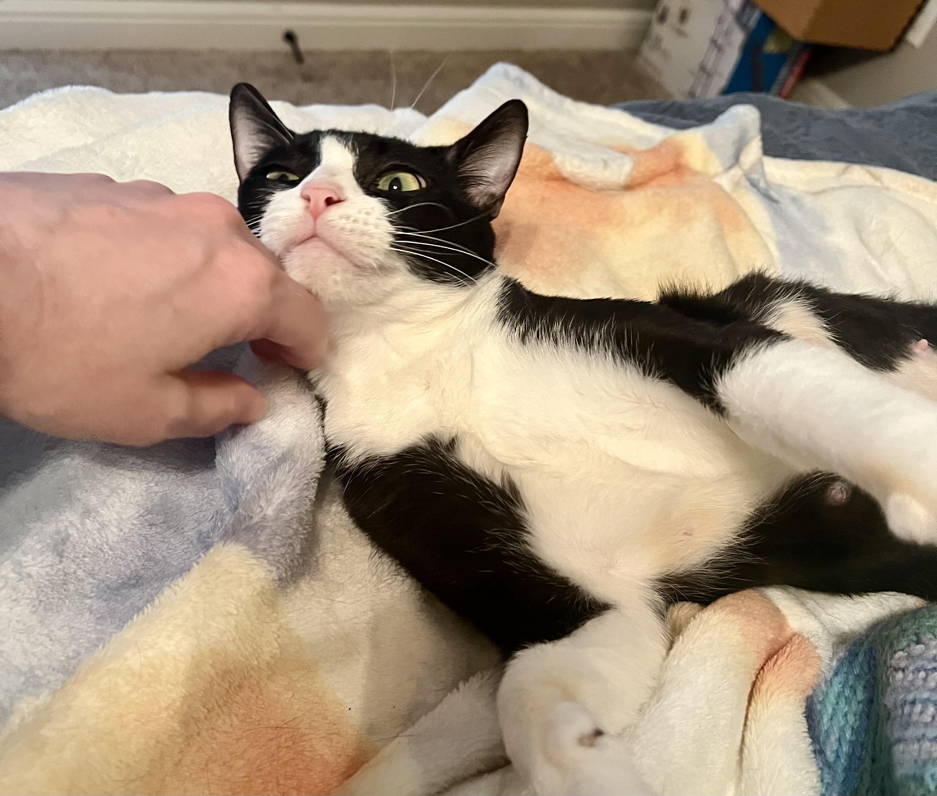 Enlarge Clementine, a Adoptable American Shorthair in Latham, NY image 5/6