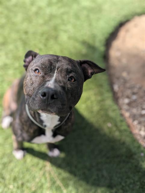 Enlarge ROWAN, a Adoptable Pit Bull Terrier in Downey, CA image 1/1