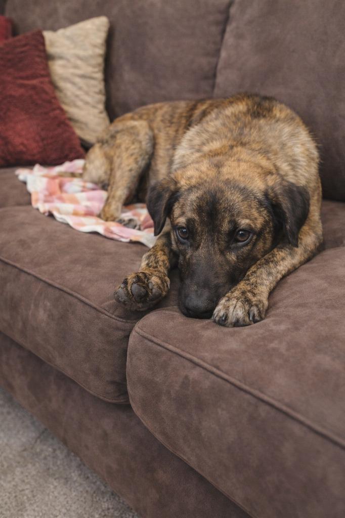 Jeff, Adoptable, Puppy Male Mixed Breed.