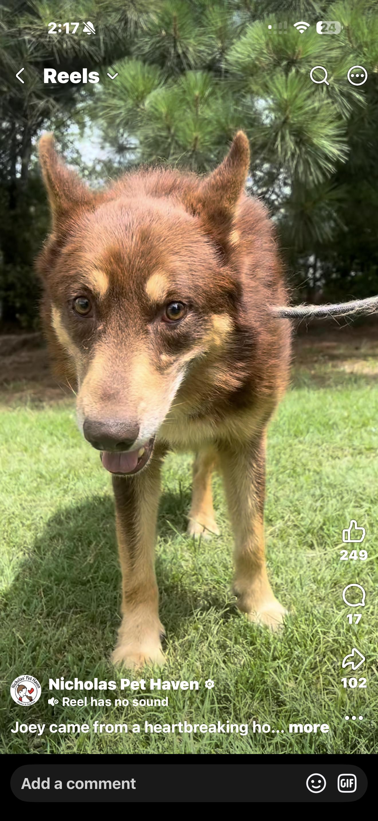Joey, Adoptable, Adult Male Shepherd.