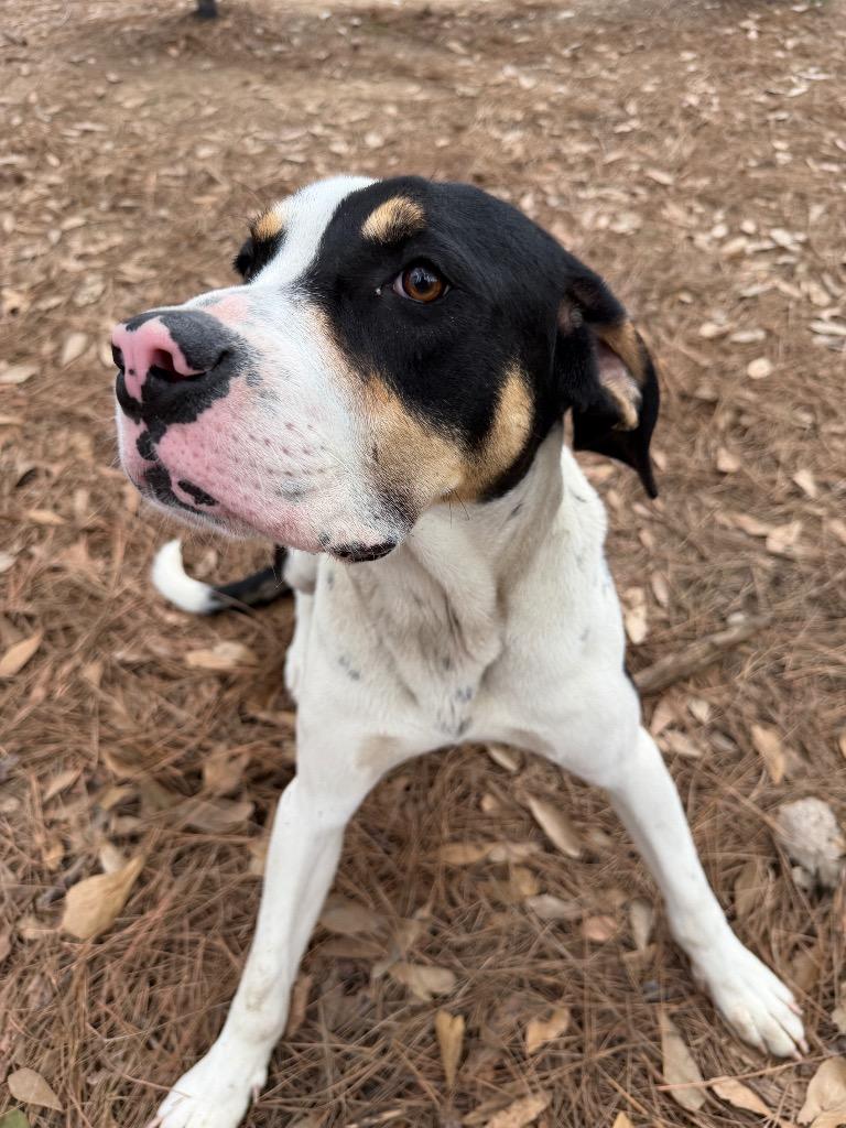 Copper, Adoptable, Adult Male Hound.