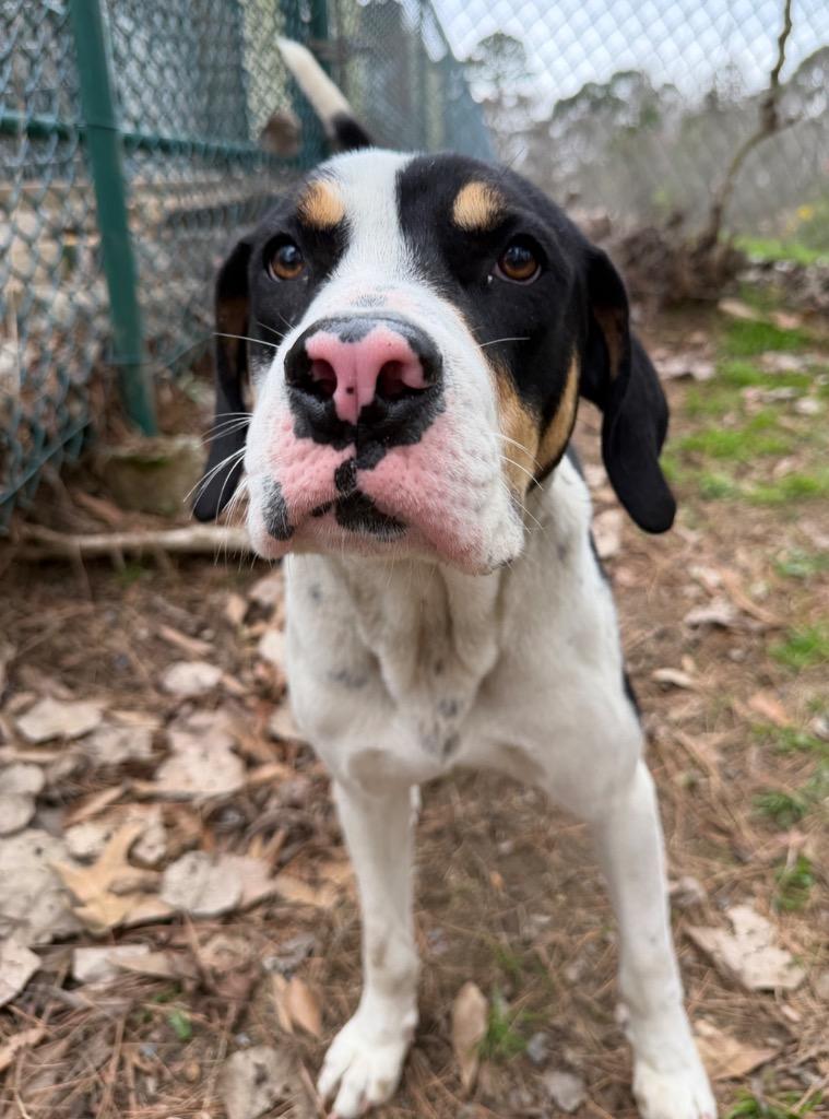 Enlarge Copper, a Adoptable mixed breed in Little Rock, AR image 2/4