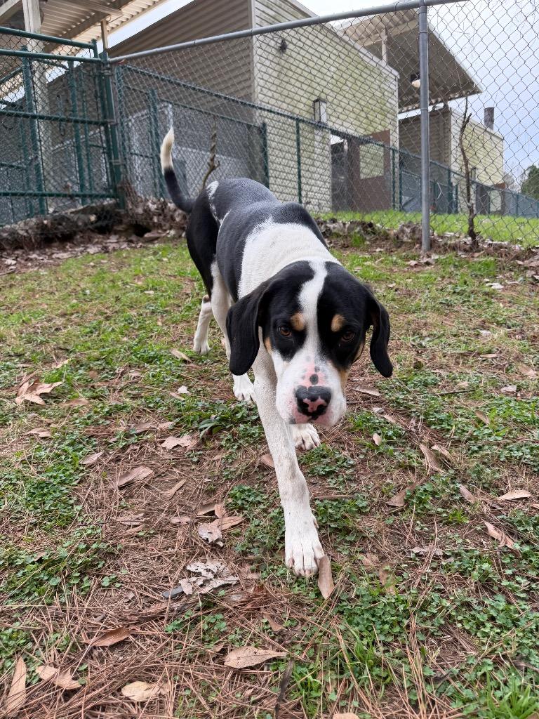 Enlarge Copper, a Adoptable mixed breed in Little Rock, AR image 3/4