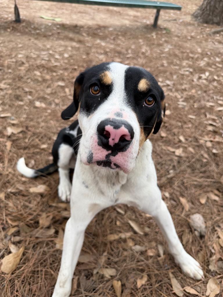 Enlarge Copper, a Adoptable mixed breed in Little Rock, AR image 4/4