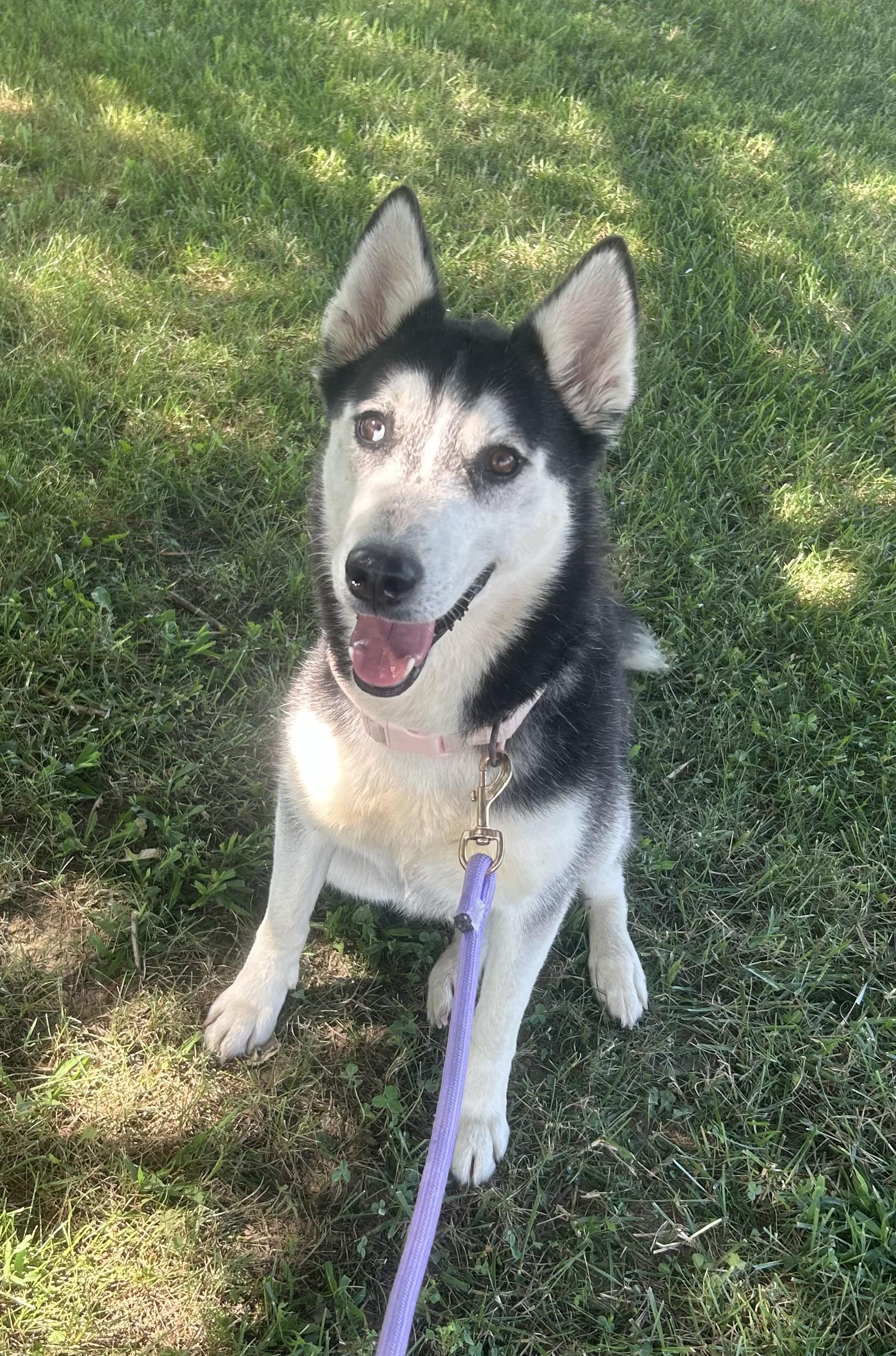 Shenzi, a ADOPTABLE mixed breed in Siloam Springs, AR image 1/3