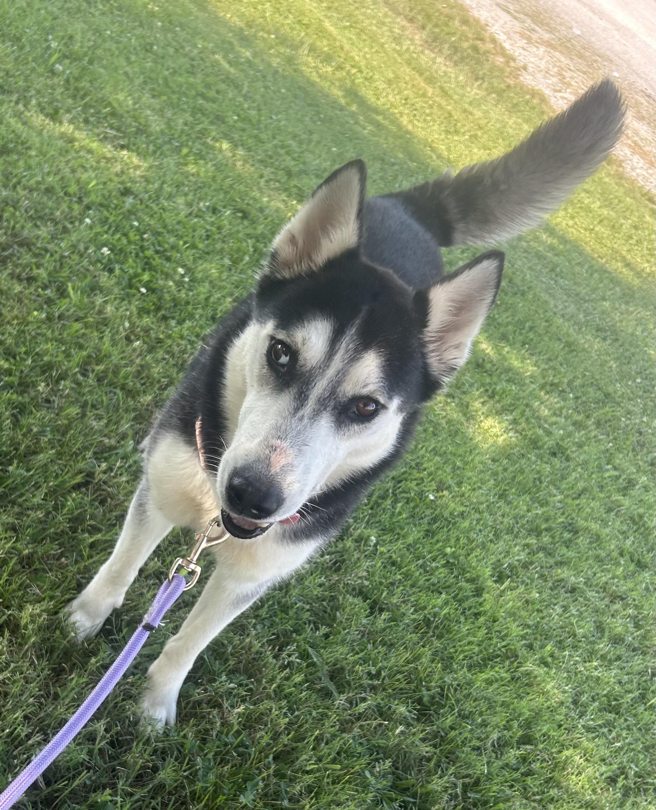 Shenzi, a ADOPTABLE mixed breed in Siloam Springs, AR image 3/3