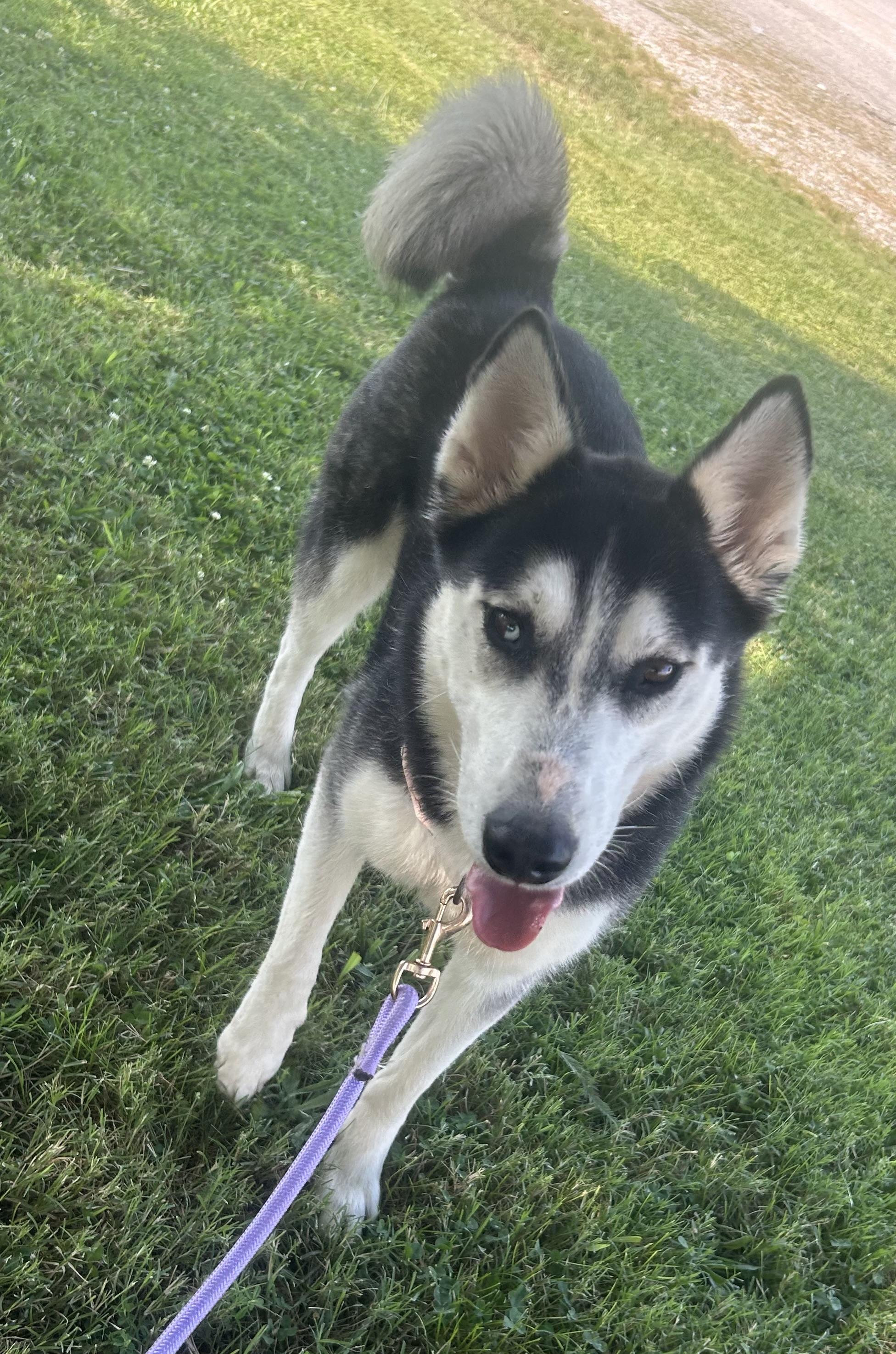 Shenzi, a ADOPTABLE mixed breed in Siloam Springs, AR image 2/3