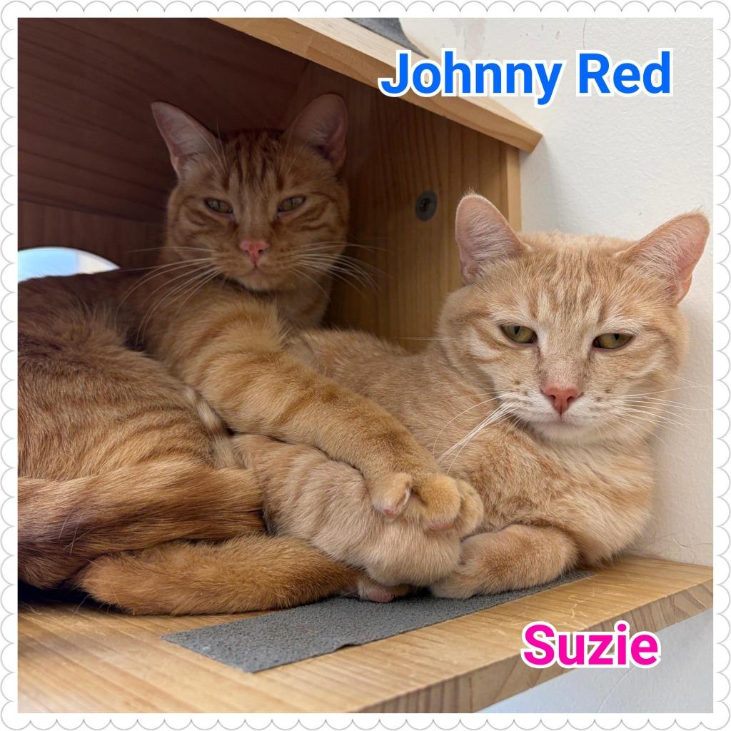 Enlarge Johnny Red, a Adoptable mixed breed in North Saint Paul, MN image 3/5