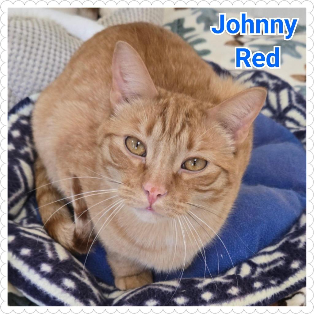 Johnny Red, Adoptable, Young Male Domestic Short Hair.