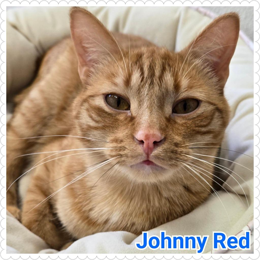 Enlarge Johnny Red, a Adoptable mixed breed in North Saint Paul, MN image 2/5