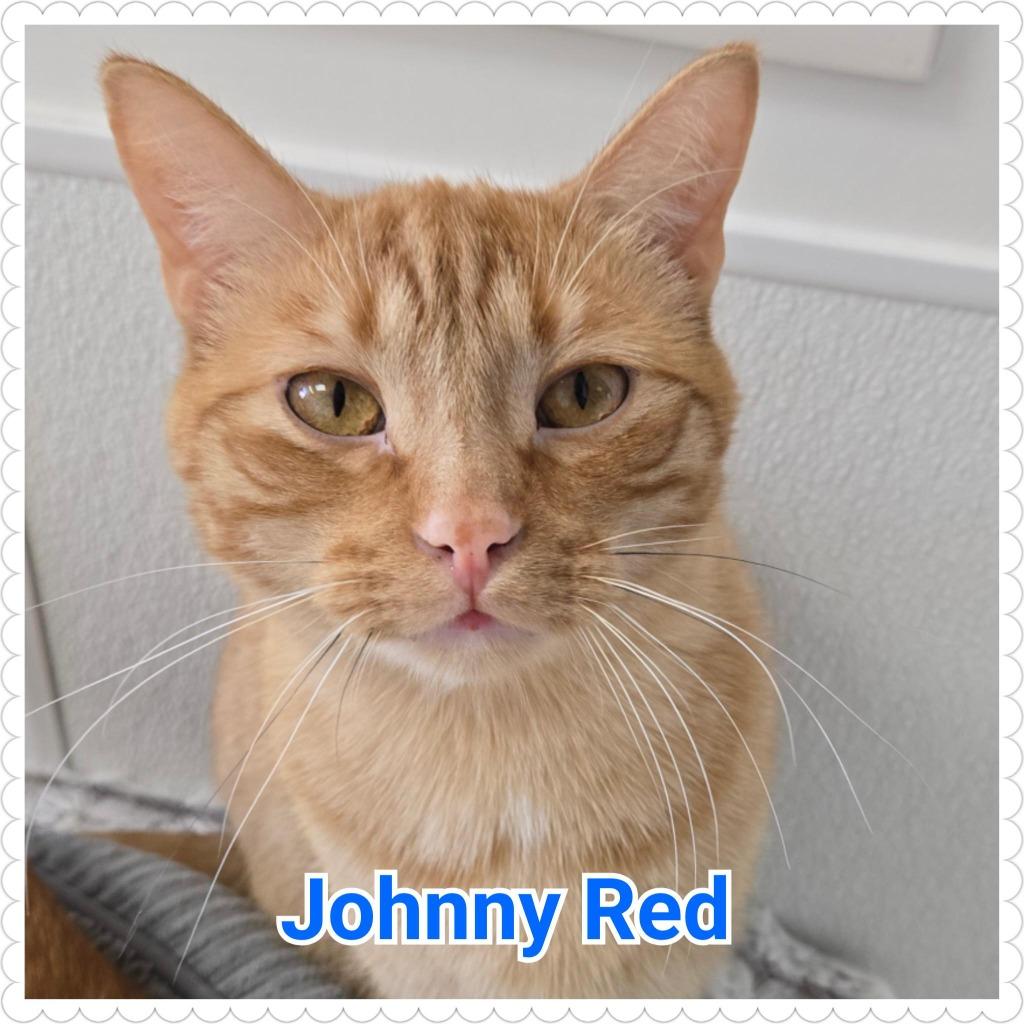 Enlarge Johnny Red, a Adoptable mixed breed in North Saint Paul, MN image 1/5