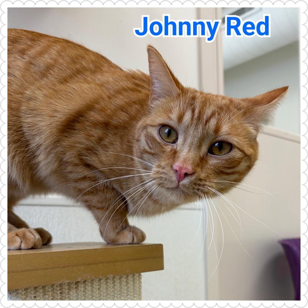 Enlarge Johnny Red, a Adoptable mixed breed in North Saint Paul, MN image 4/6