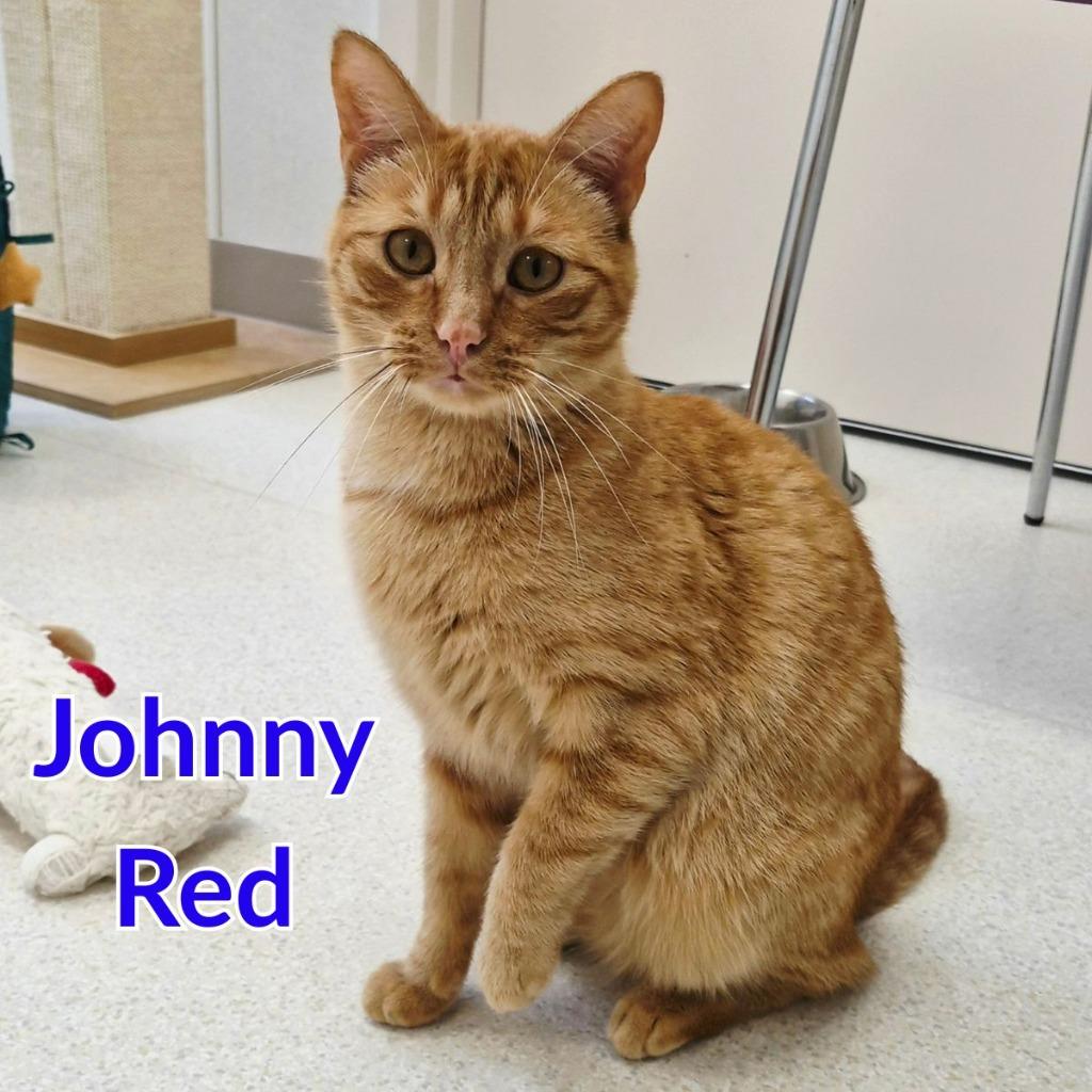 Enlarge Johnny Red, a Adoptable mixed breed in North Saint Paul, MN image 1/5
