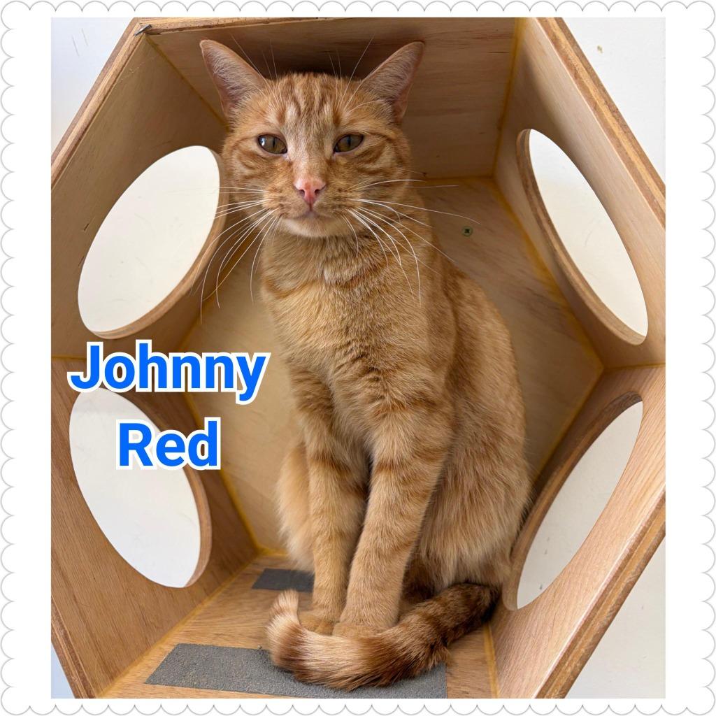Enlarge Johnny Red, a Adoptable mixed breed in North Saint Paul, MN image 4/5
