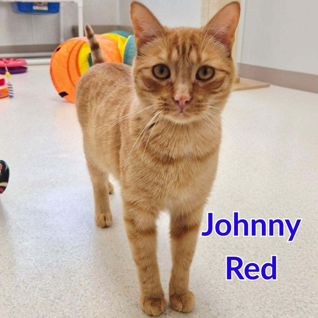 Enlarge Johnny Red, a Adoptable mixed breed in North Saint Paul, MN image 2/5