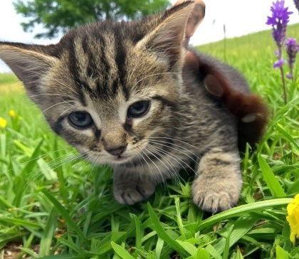 Enlarge Daffy Duck, a Adopted Domestic Short Hair in Sullivan, IN image 1/1