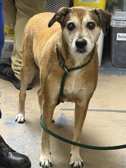 Enlarge Rory, an adopted mixed breed in Inverness, FL image 1/1