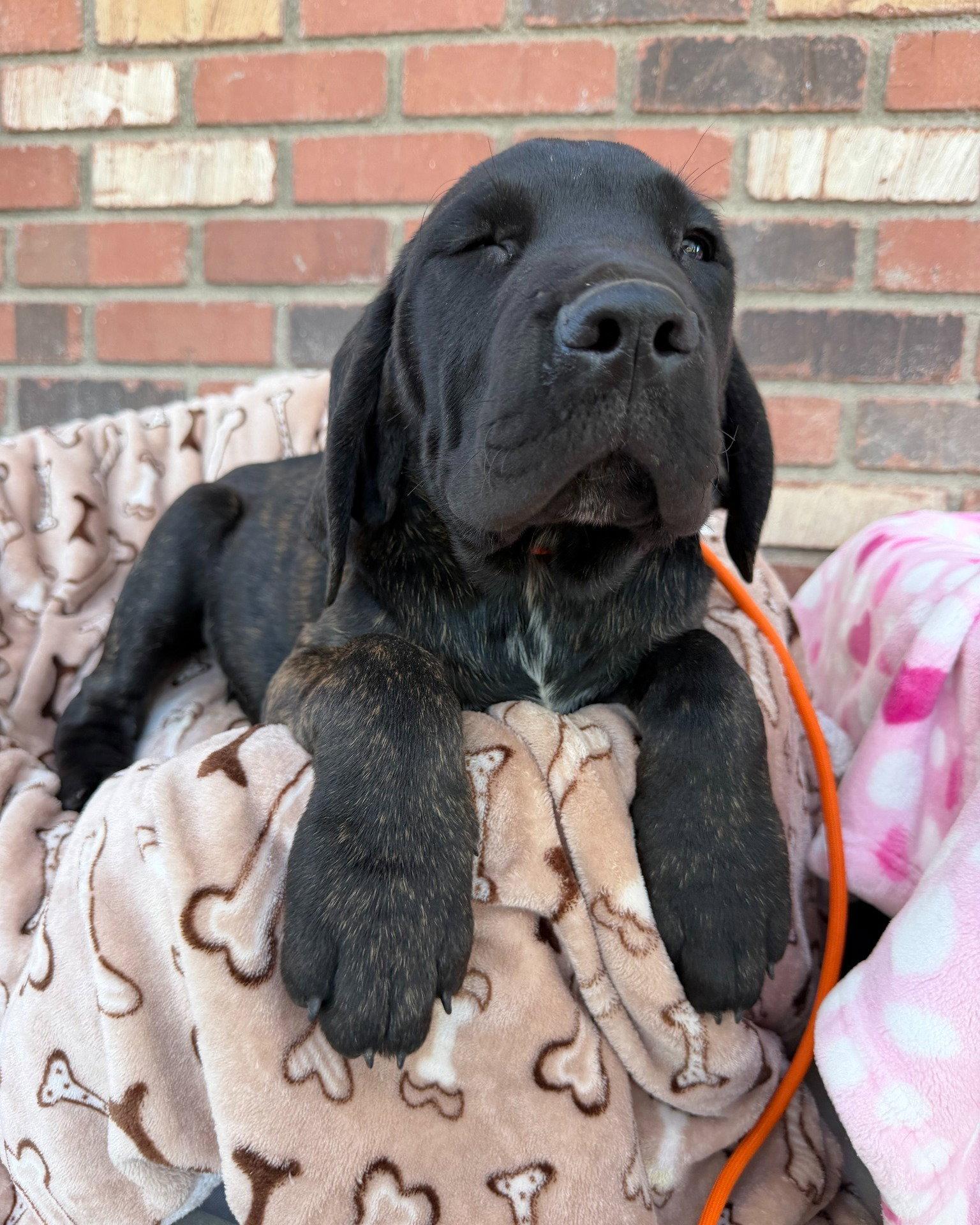 Bruce Bogtrotter - ADOPTED, Adoptable, Young Male Cane Corso.