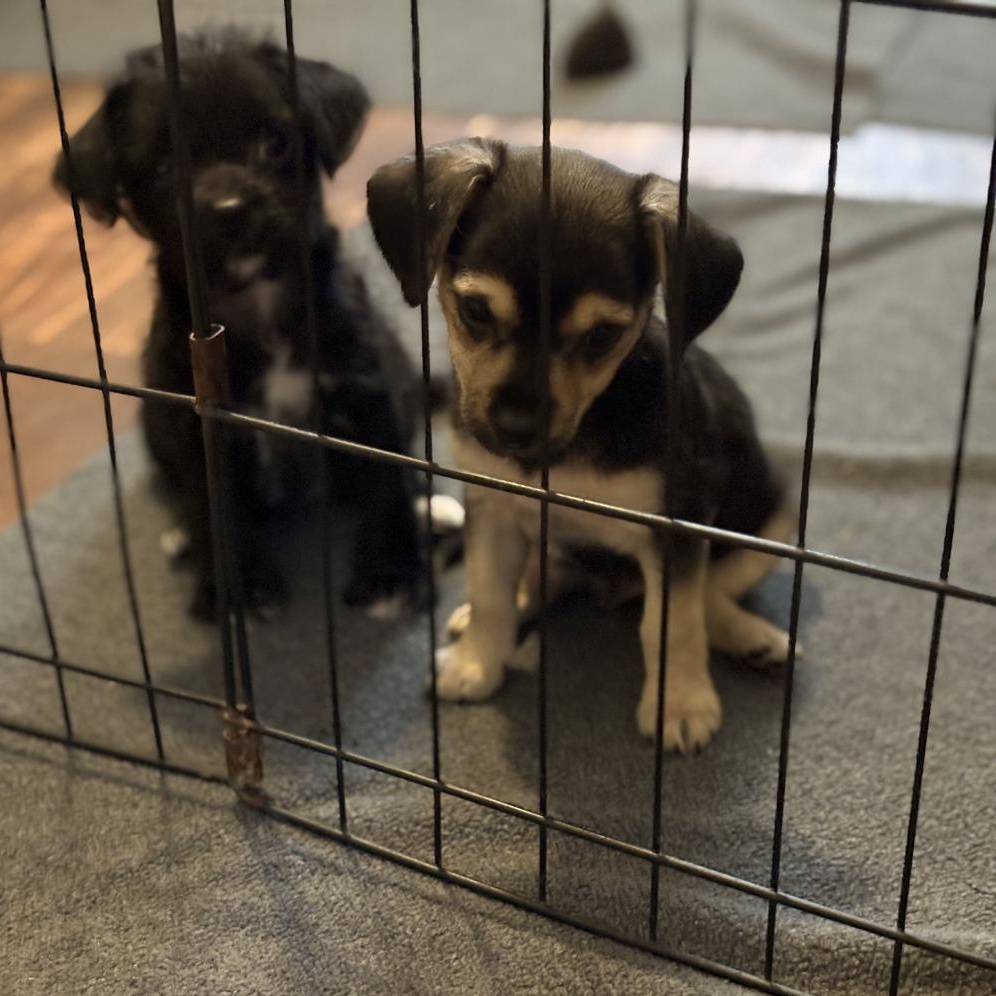 Enlarge Donkey, a ADOPTABLE mixed breed in Orange Park, FL image 3/3