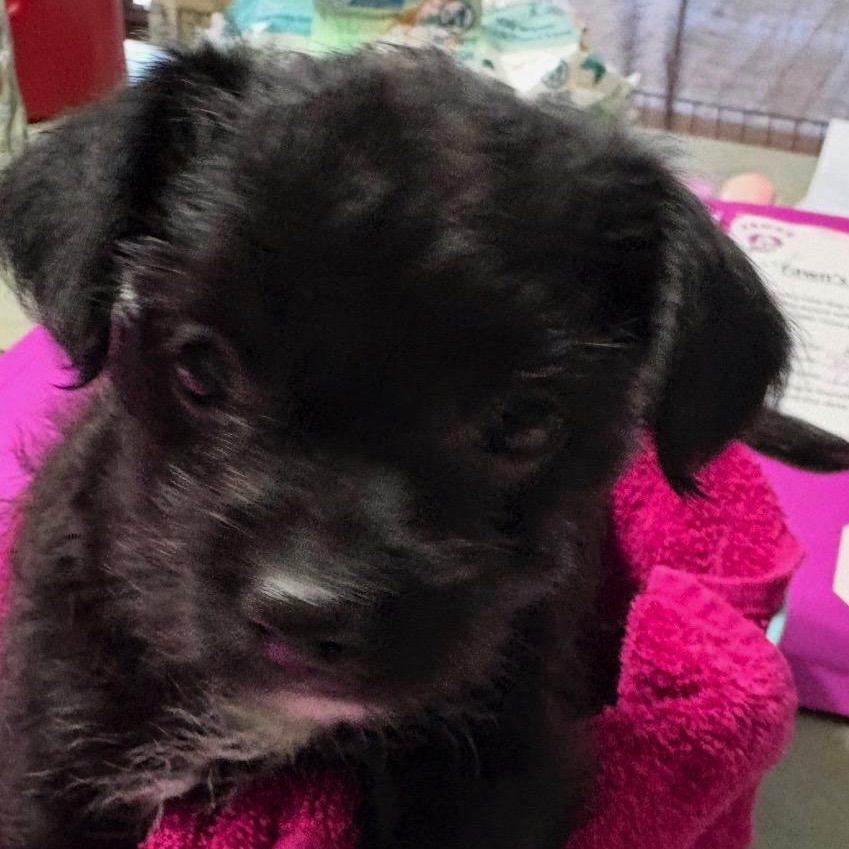 Enlarge Donkey, a ADOPTABLE mixed breed in Orange Park, FL image 2/3