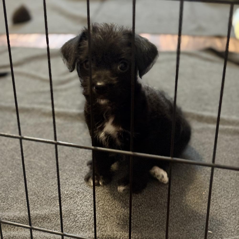 Donkey, ADOPTABLE, Puppy Male Yorkshire Terrier & Chihuahua.