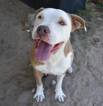 Dottie, ADOPTABLE, Adult Female Pit Bull Terrier & American Staffordshire Terrier.