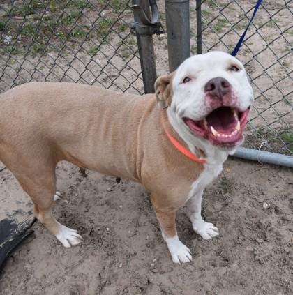 Dottie, a ADOPTABLE mixed breed in Inverness, FL image 2/2