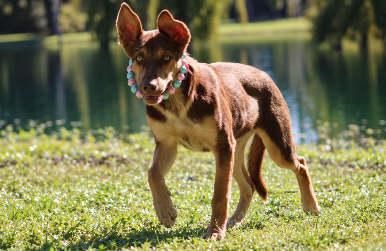 Enlarge Roxy, a Adoptable mixed breed in Willington, CT image 2/6