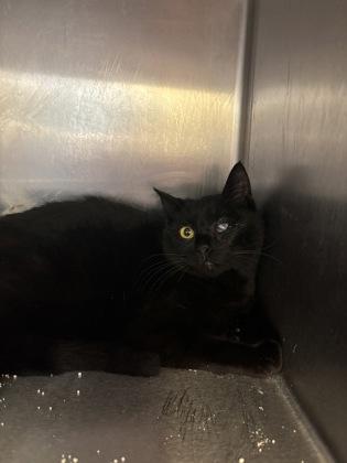 Enlarge Perfect, a Adoptable mixed breed in Bellevue, WA image 1/1