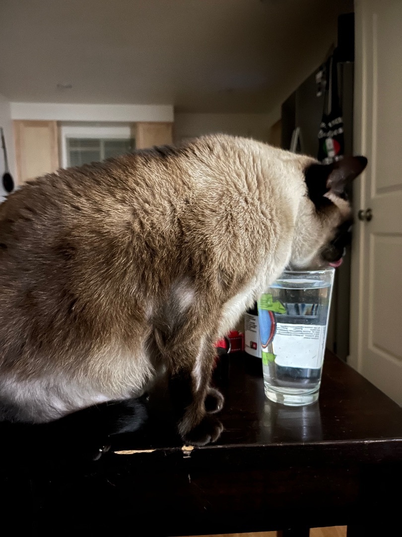 Pheobe, a Adopted Siamese in West Linn, OR image 1/3