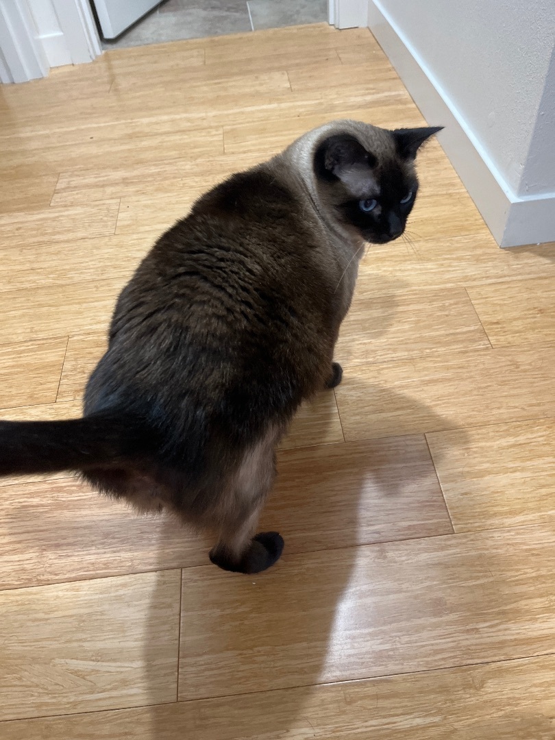 Pheobe, a Adopted Siamese in West Linn, OR image 2/3