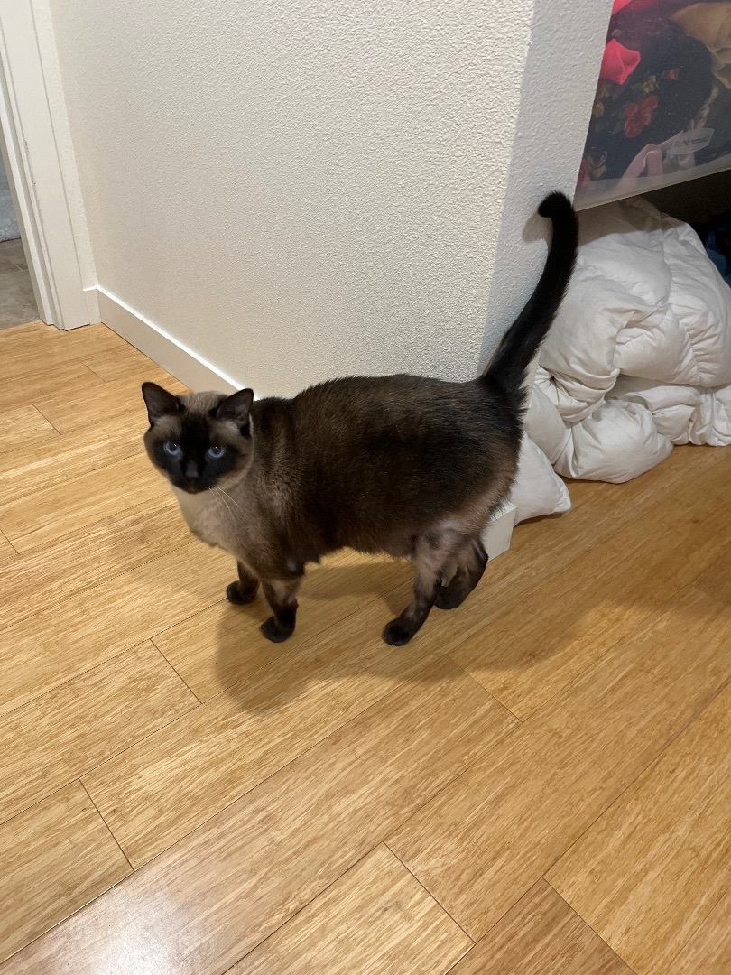 Pheobe, a Adopted Siamese in West Linn, OR image 3/3
