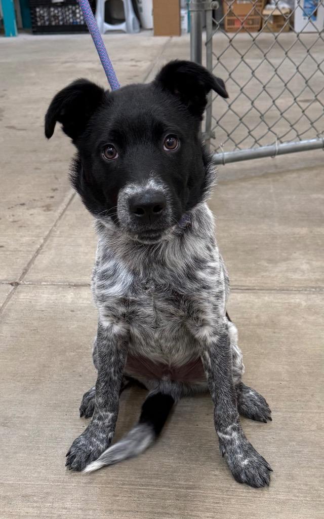 Duke, Adopted, Puppy Male Australian Cattle Dog / Blue Heeler.