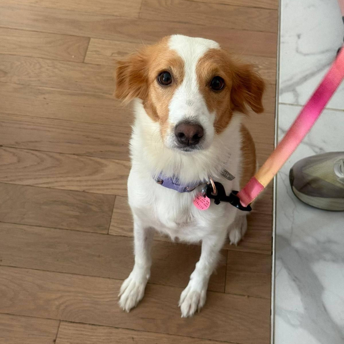 Jazzy, an adopted mixed breed in Williamsburg, ON image 6/6