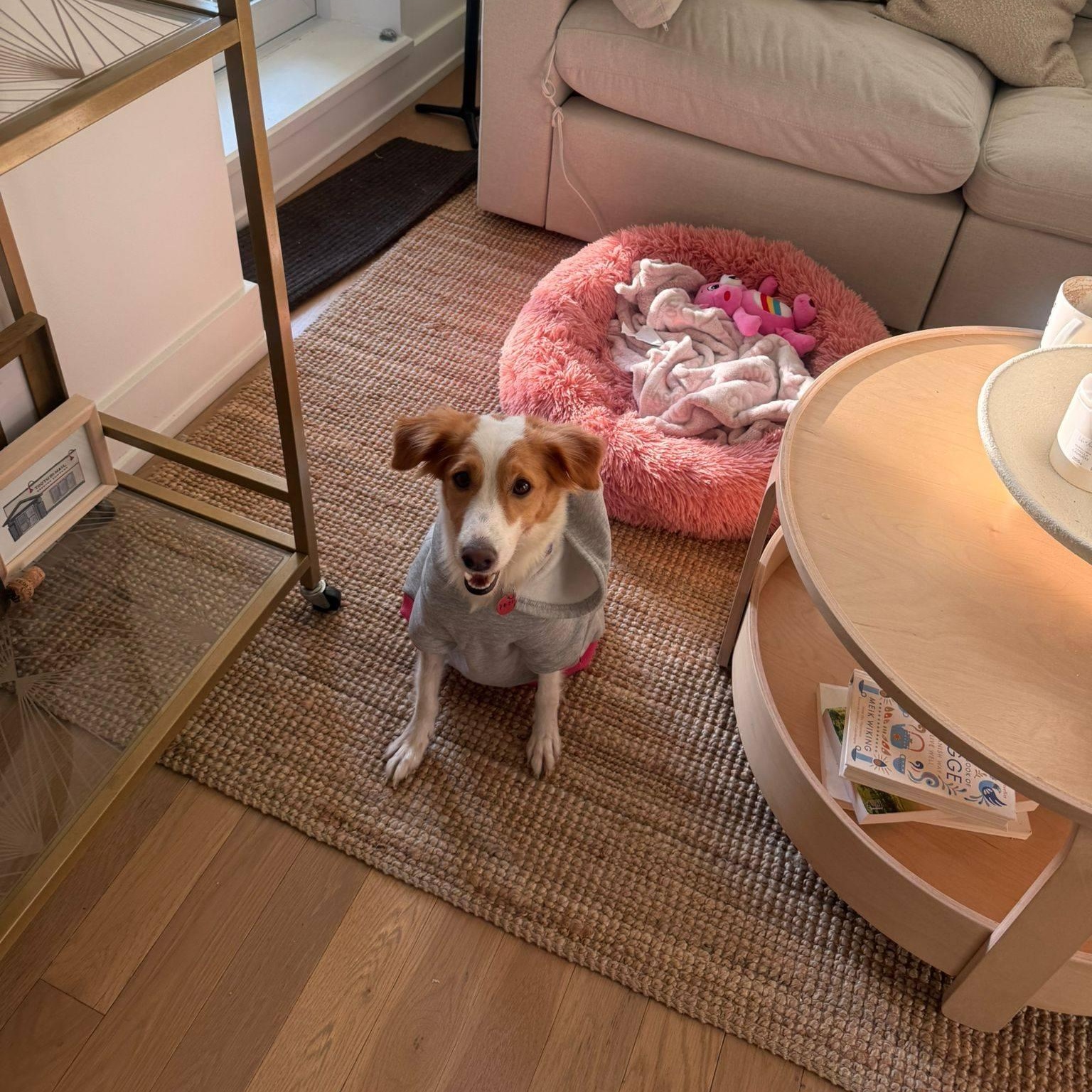 Jazzy, an adopted mixed breed in Williamsburg, ON image 5/6