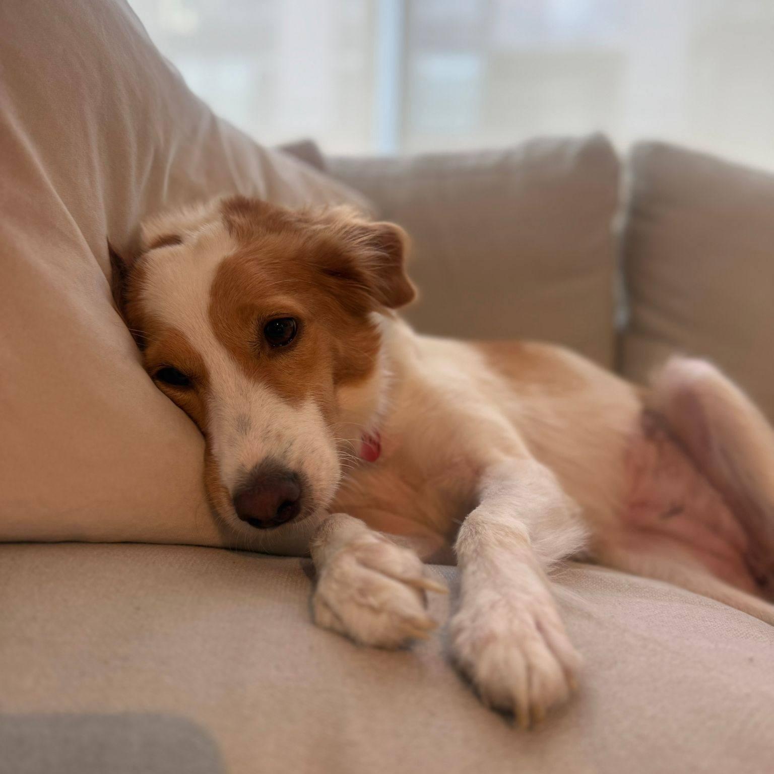 Jazzy, an adopted mixed breed in Williamsburg, ON image 1/6