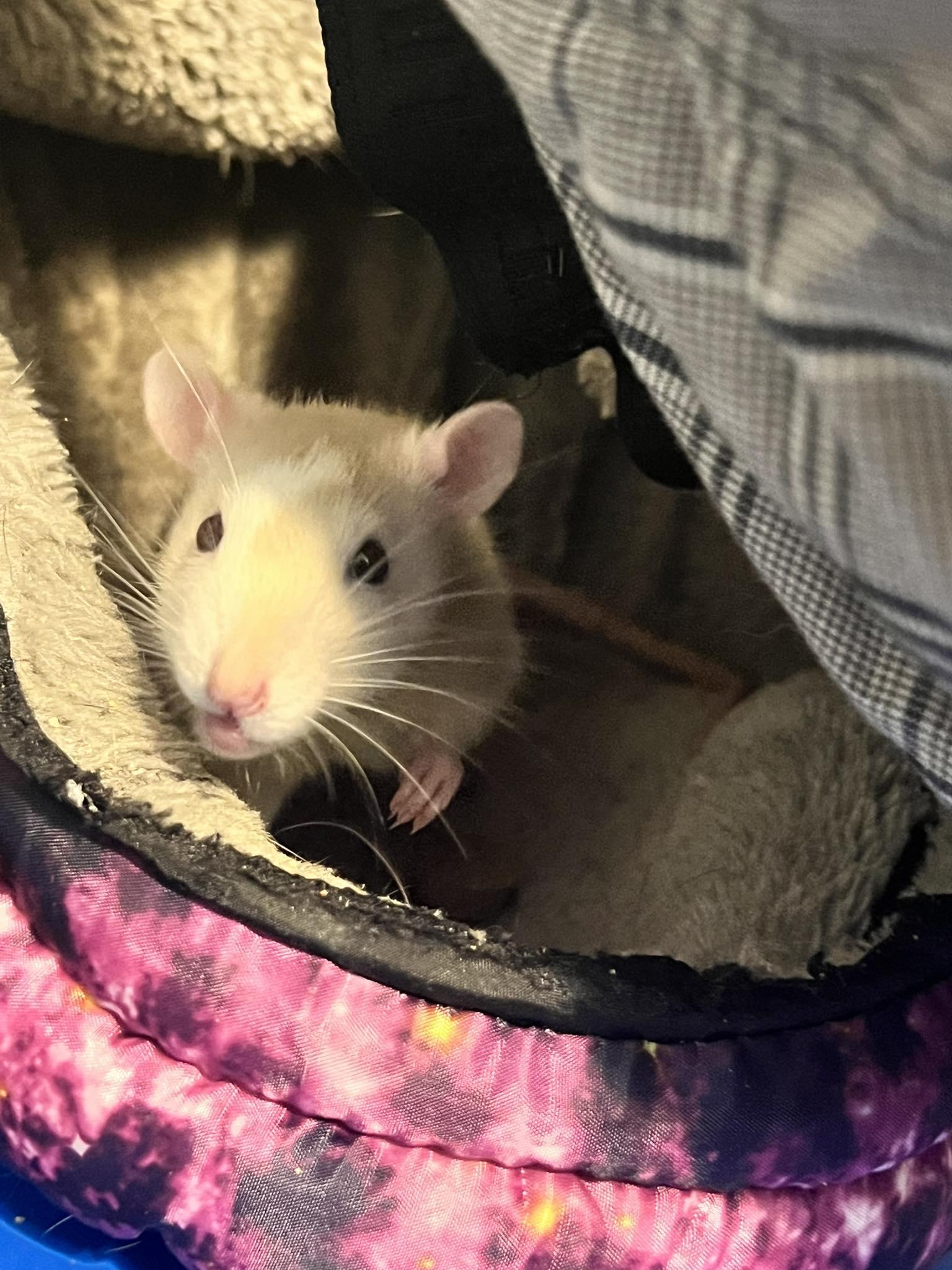 Carlin, Adopted, Young Male Rat.